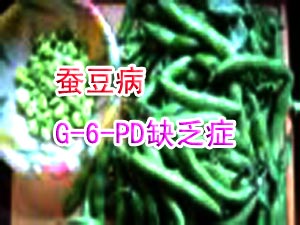 蚕豆病和G-6-PD缺乏症有关知识