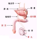 男性生殖器官
