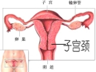 子宫颈位置及作用