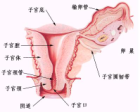 宫颈癌筛查示：宫颈炎进入高发季节