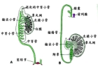 精索静脉曲张与男性不育